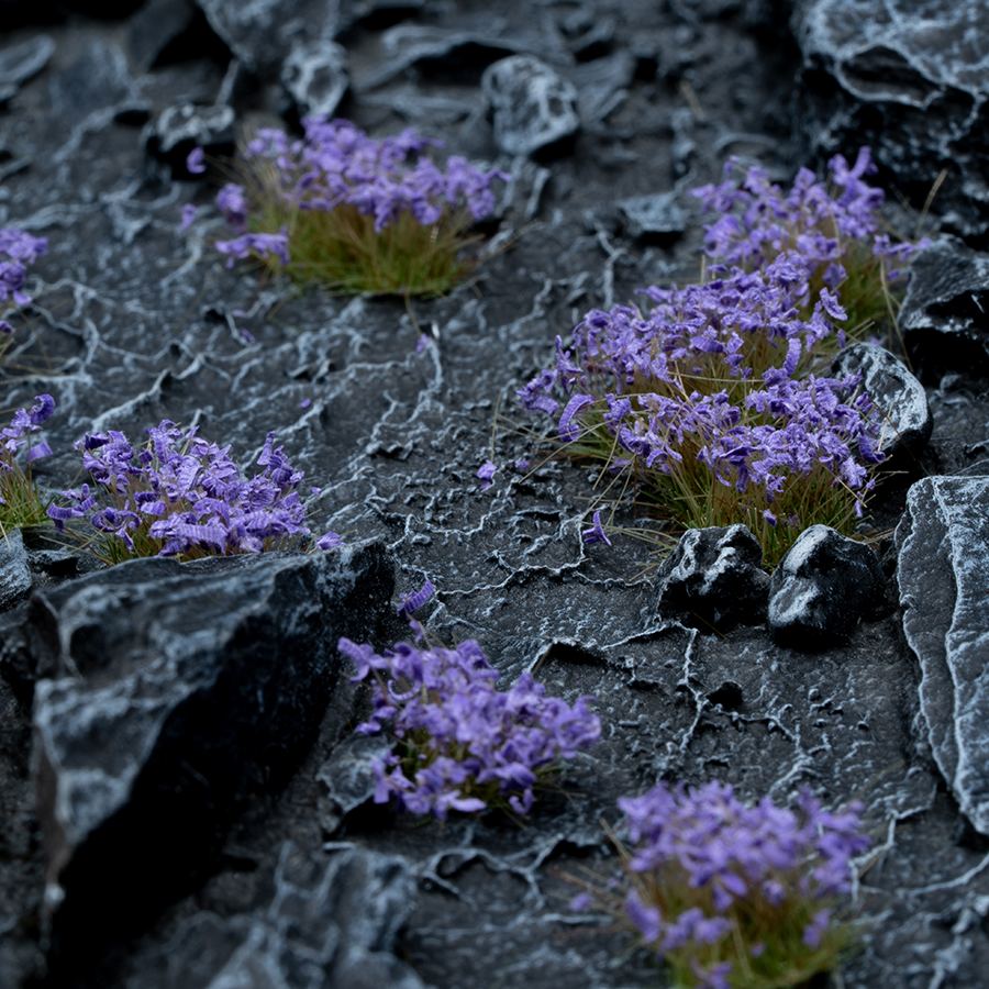 Gamers Grass Violet Flowers - Wild