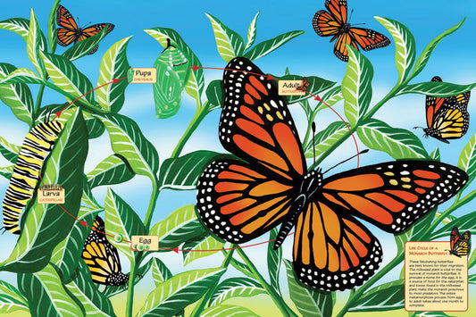 Life Cycle of a Monarch Butterfly- Floor puzzle