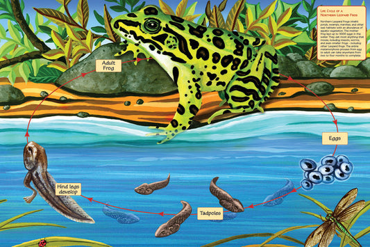 Life Cycle of a Northern Leopard Frog- Floor puzzle