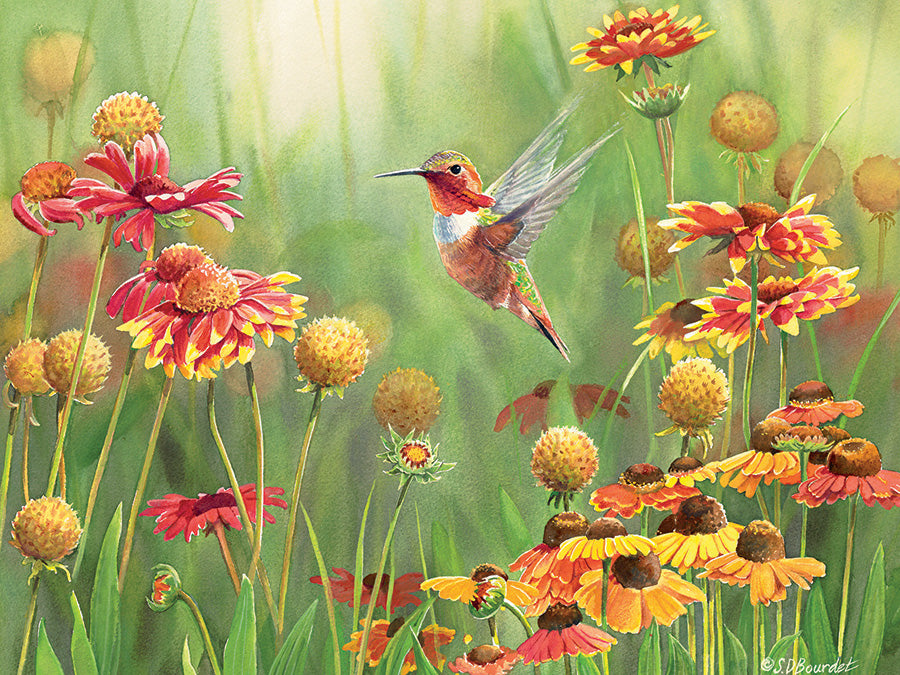 Rufous Hummingbird - 500pc